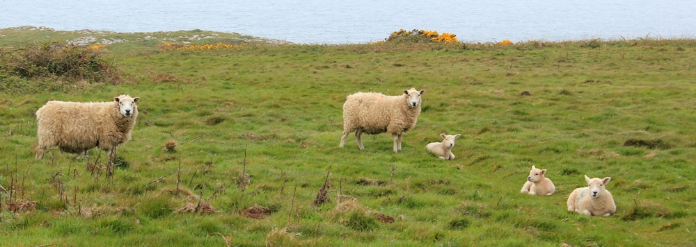 05-lambs-on-the-cliffs-ruth-walking-the-gower-peninsula