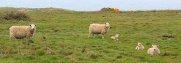 05-lambs-on-the-cliffs-ruth-walking-the-gower-peninsula