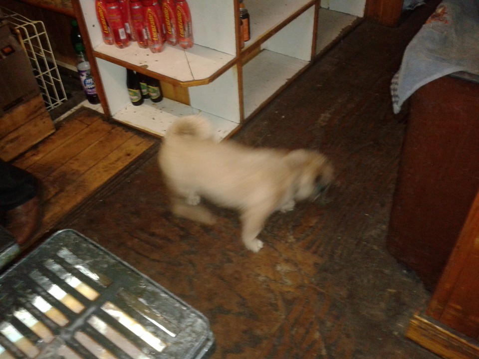 13244705_10153683846825698_1586430670354651813_n