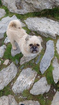 13600090_10153796842010698_7018399500870131622_n