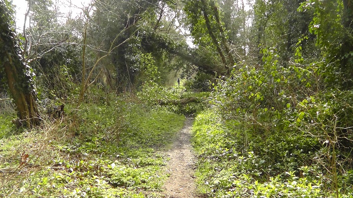 15-fallen-tree-across-the-path