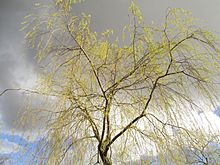 220px-spring_in_stockholm_2016_28229
