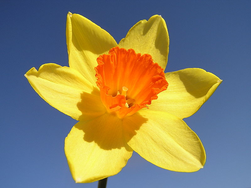 xdaffodil2-pagespeed-ic-gijrwg9c4t