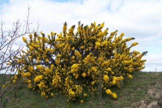 gorse bush