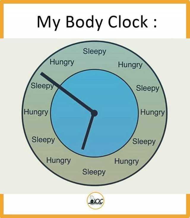 body clock