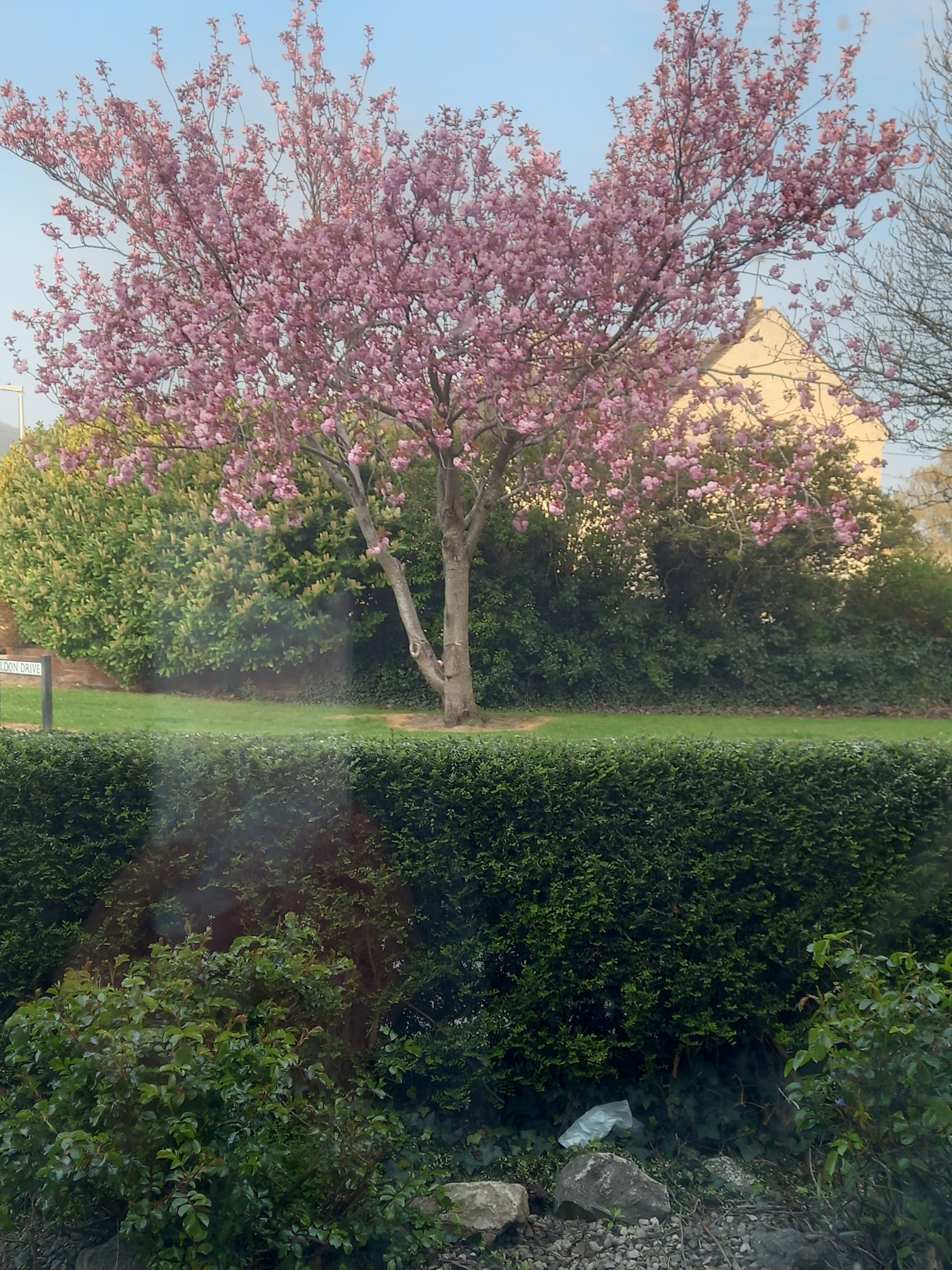 Pink cherry blossom tree outside Diane Woodrow's living room window
