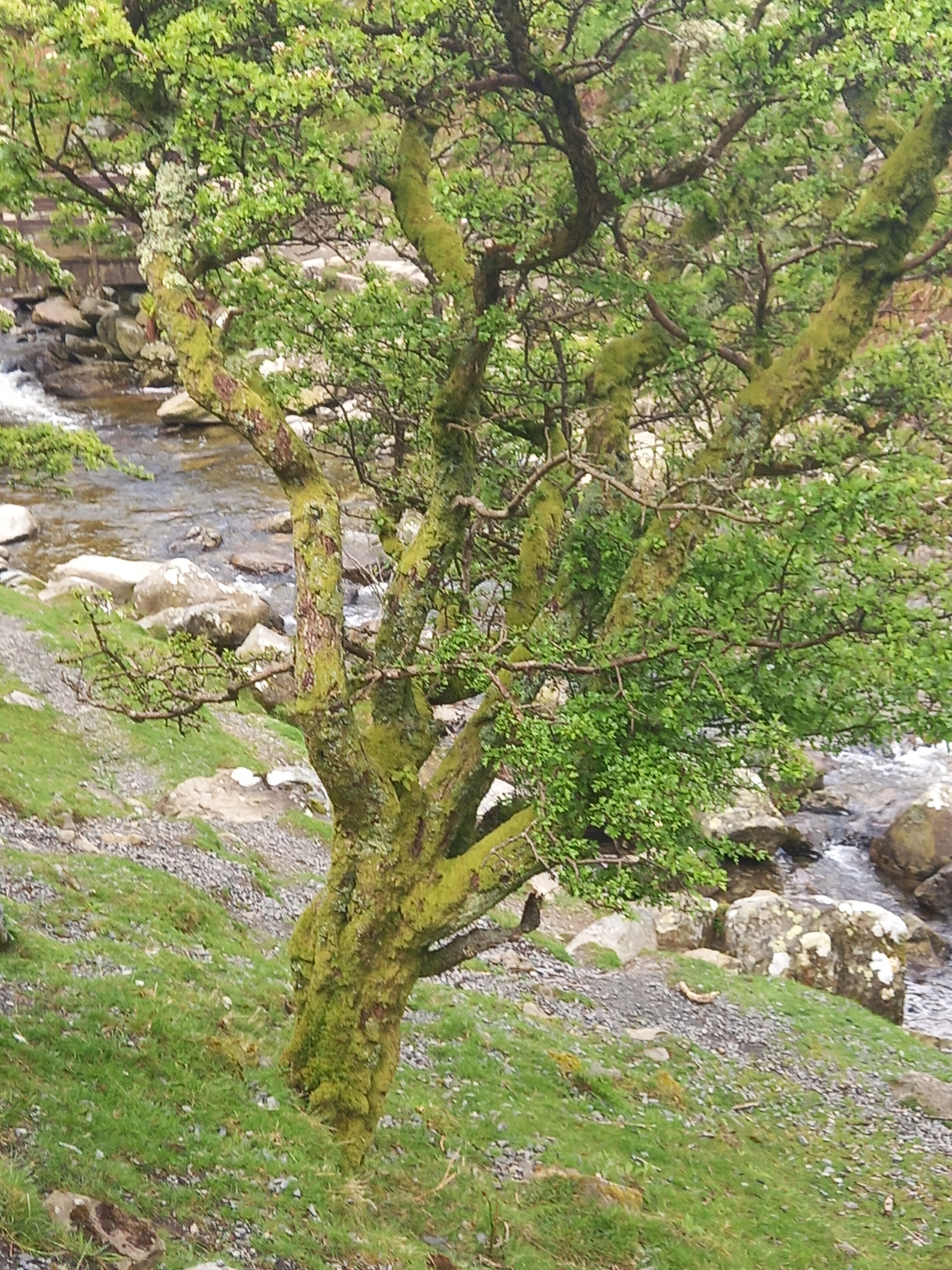 An old oak tree at Aber Falls taken by Diane Woodrow