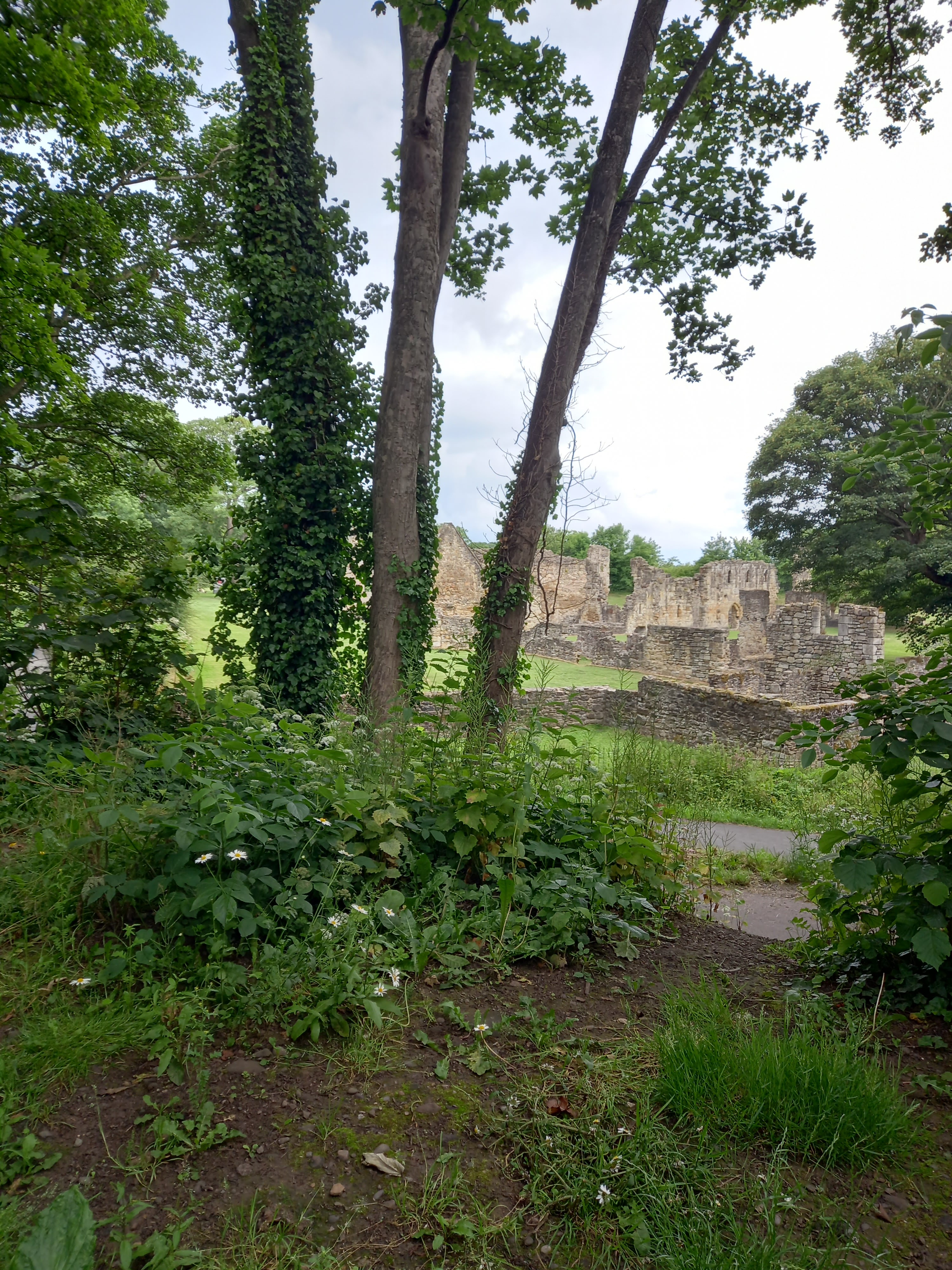 Basingwerk Abbey, Holywell, viewed through the trees on a walk around Holywell taken by Diane Woodrow, author of The Little Yellow Boat