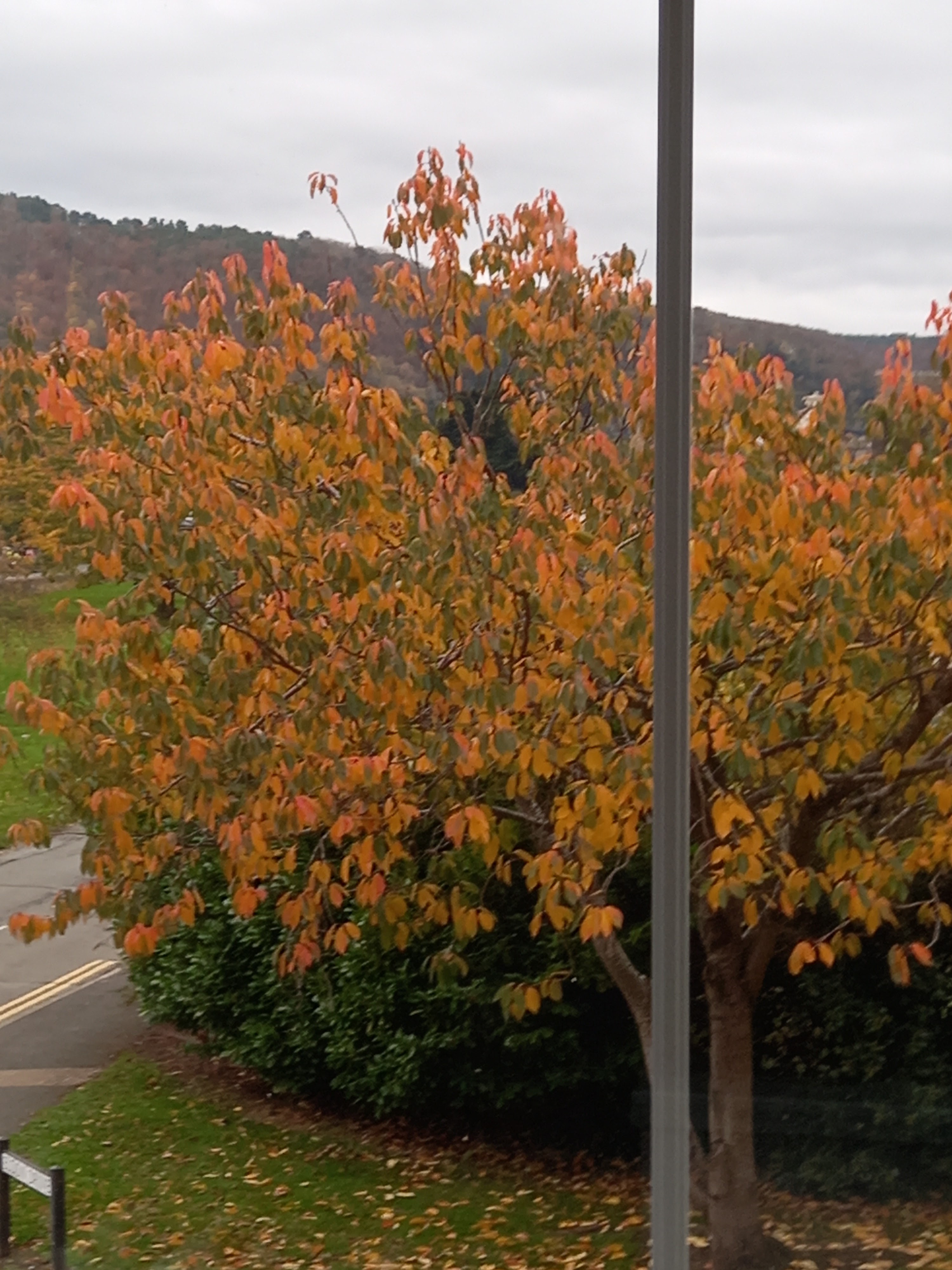 View of autumnal leaves of the tree outside my house taken by Diane Woodrow