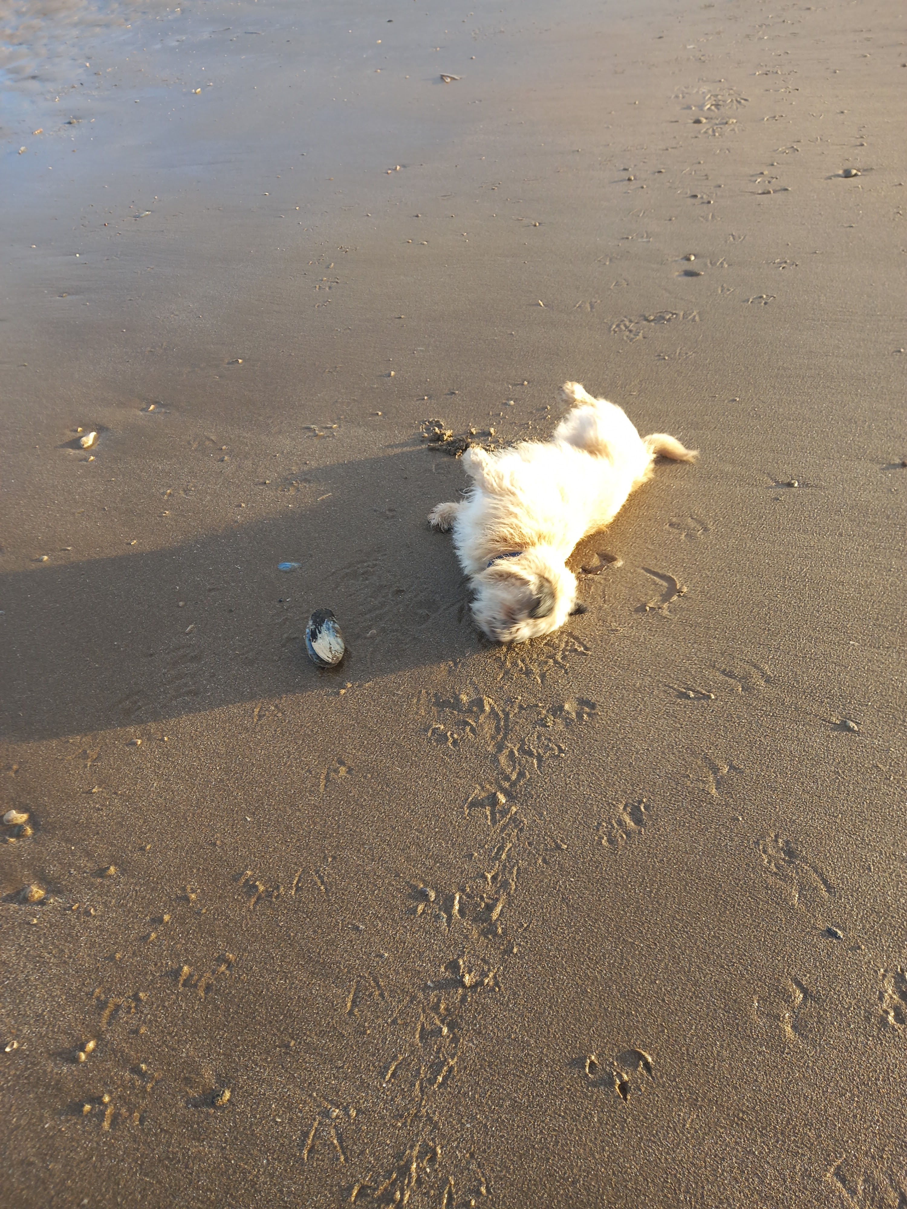 Picture of my favourtie beach - Conwy - with my dog, Renly, rolling in the sand, happy to be alive. Taken by Diane Woodrow