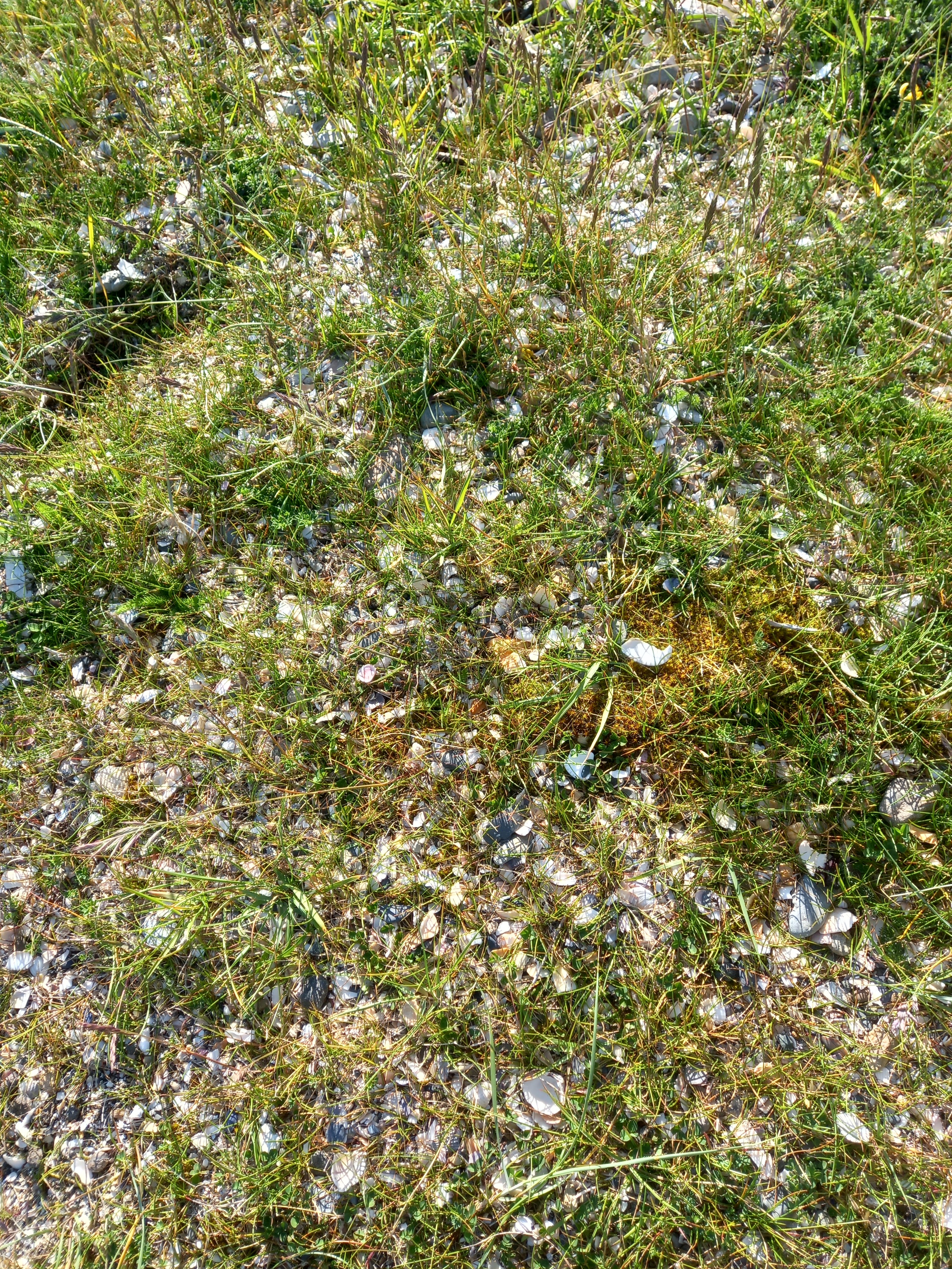 Photographed by myself, Diane Woodrow, whilst I was walking the dog this morning. It was from here that a poem emerged